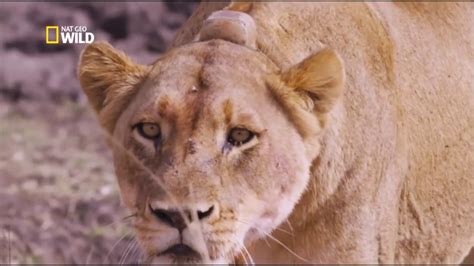 documentaire sur les lions